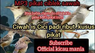 SUARA PIKAT CIBLEK GUNUNG /CIGUN.suara asli cigun di alam