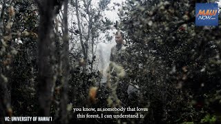 Rapid ʻŌhiʻa Death spurs new UH video on saving native forests