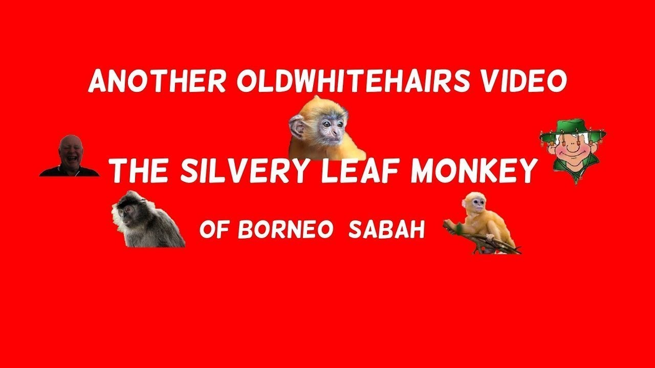Еще одно видео oldwhitehairs, серебристая листовая обезьяна Борнео.