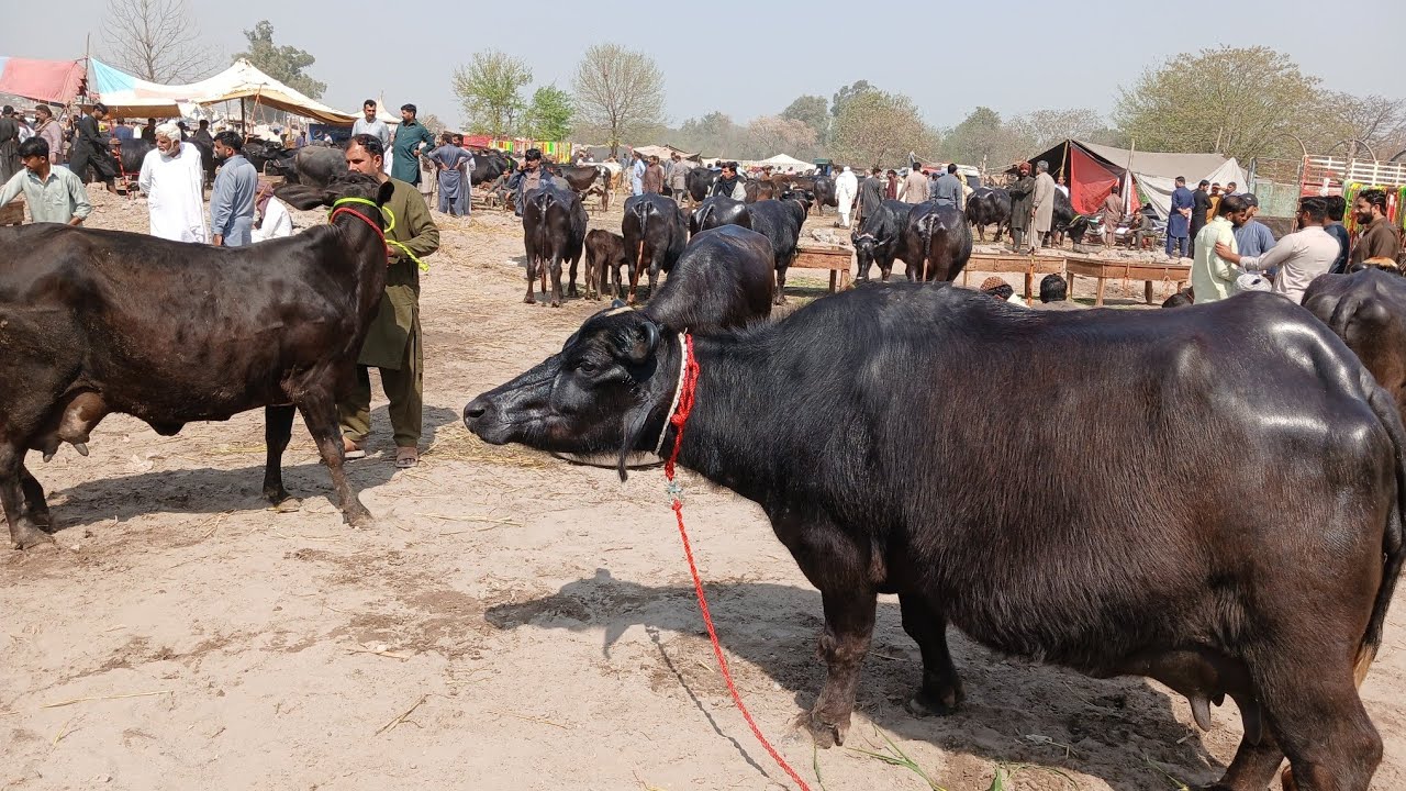 Gujarat Mandi Punjabivlog1l3l2026