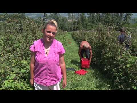 Video: Kako Dobiti Dobru Berbu Malina?