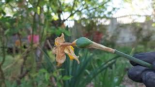 Is it time to cut back daffodils? What happens if you don't deadhead daffodils?
