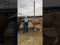 Please do not hesitate! Take action today! #horse #horserescue #horses