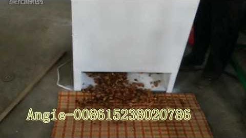 working video for walnut cracker machine,walnut cracking machine, peeled walnut crack machine