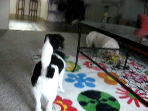 Gigi & Booray playing tug of war and keep away - YouTube