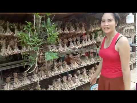 Video CHỢ LAN RỪNG GIÁ RẺ Ở YÊN CHÂU, SƠN LA || PHONG LAN... - youtube