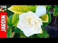 TOP 10 Preguntas sobre gardenias y Jazmines. Hojas amarillas!! soluciones!!