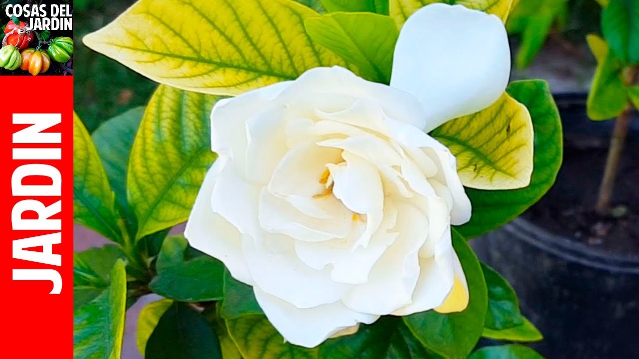 TOP 10 QUESTIONS ABOUT GARDENIA - YELLOW LEAVES, SOLUTIONS (En Español) -  YouTube