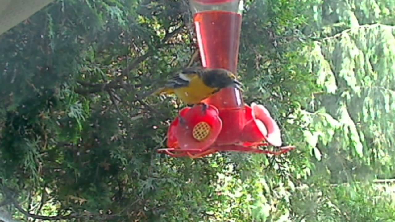 Oriole Feeding On Humming Bird Feeder 1 Youtube