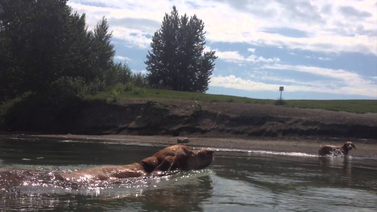 Water Dogs Swimming in the North Saskatchewan River YouTube