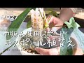【モスポール植替え】フィロデンドロン系をモスポール仕立てに植替え（Vlog/027）