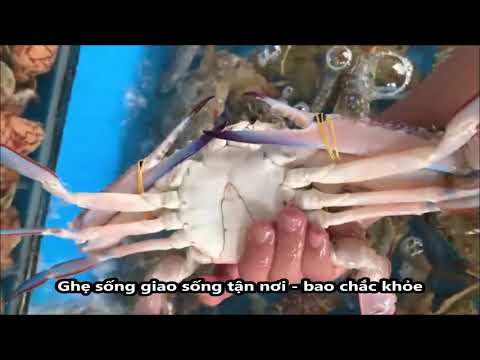 Video Ghẹ Xanh Sống Loại 1 Giá Rẻ Bán Tại TpHCM - Giao Hàng... - youtube