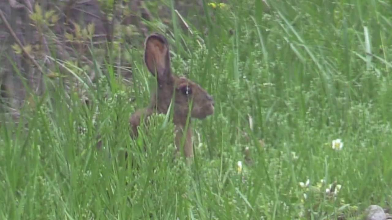 Snowshoe Hare Video YouTube
