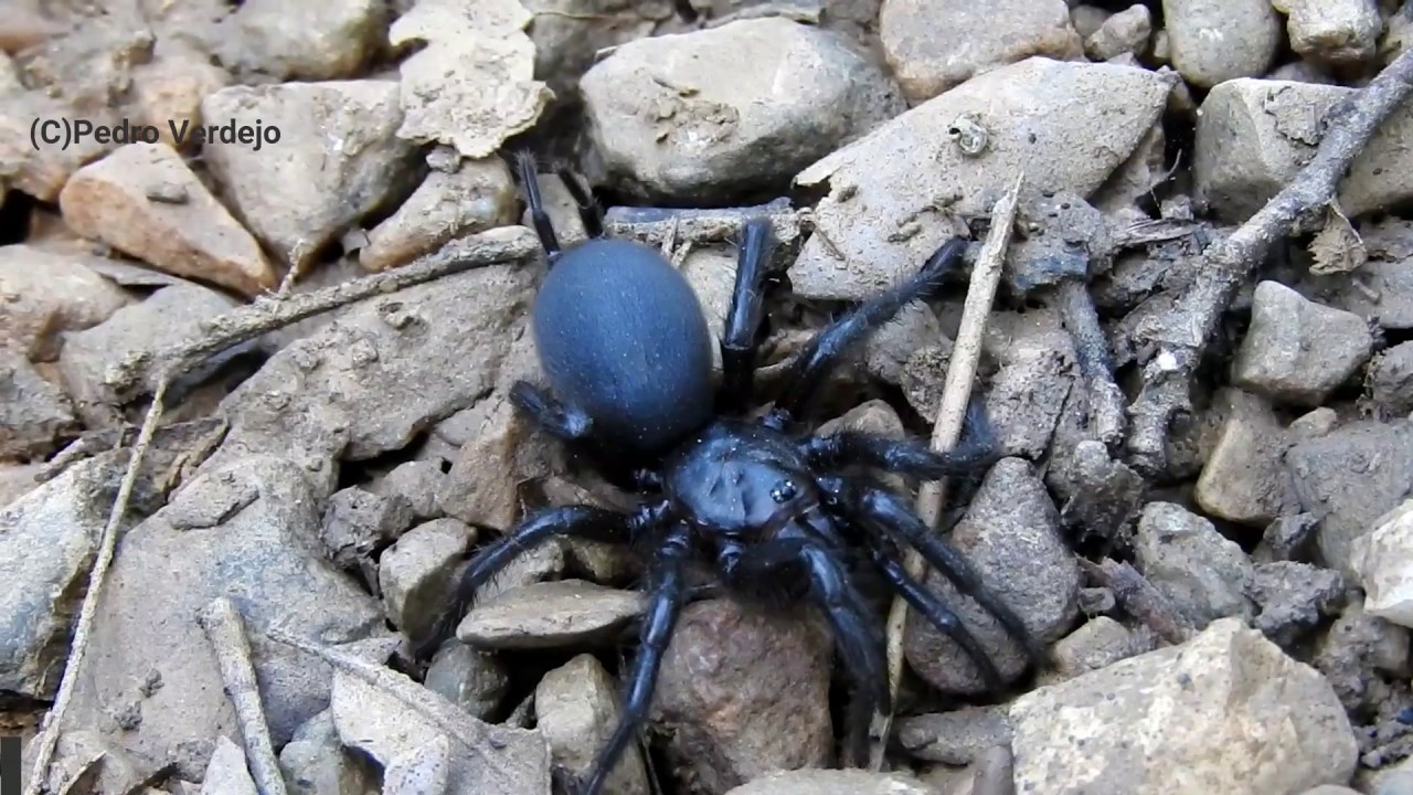 Macrothele calpeiana, #Araña de los #alcornocales - YouTube