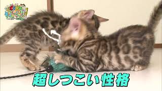 【ベンガル】食いしん坊　子育て　寝起き【かわいい猫まとめ動画】