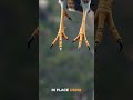 The Kestrel Glitch Nobody Remembers
