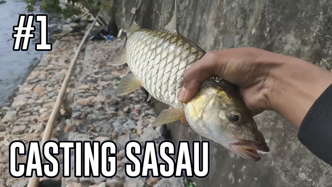 PERTAMA IKAN SASAU/HAMPALA DANAU SINGKARAK #1
