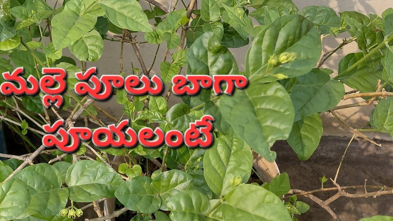 మల్లె పూల సీజన్ లో మల్లె పువ్వులు గుత్తులు గుత్తులు గా పూయలంటే // Jasmine plant growing tips