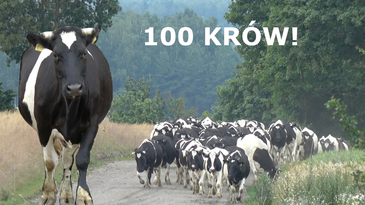 100 krów rasy polskiej czarno-białe! Hodowla Czesława Kulczyka