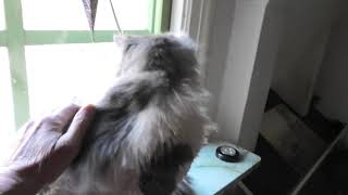 Another Cat Saved from Euthanasia!
