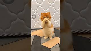 Lucunya Kucing Joget Kicau Mania