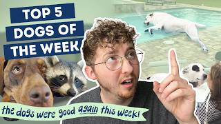 The Dogs Were Good Again (shocking!) | Top 5 Dogs of the Week