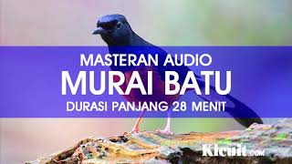Download Suara Kicau Burung Murai Batu Durasi Panjang 30 Menit - KICUIT.com