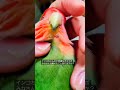 インコちゃんのオエツボ　 #セキセイインコ #コザクラインコ #ショート #可愛い #lovebird #かわいい #