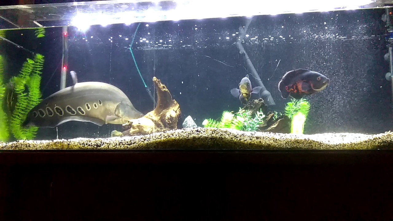 Feeding clown knife and Oscar fish YouTube