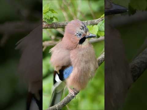 Eurasian Jay -