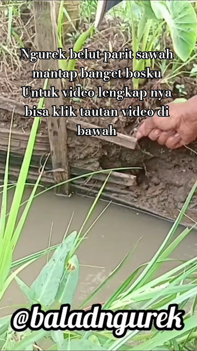 ngurek belut parit sawah #belut #baladngurek #ngurekbelut