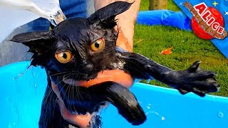 Маленький котенок Пуфик принимает ванну🐾 Купаем котенка! Котенок в шоке! Смешные кошки💝 Funny cats Маленький котенок Пуфик принимает ванну🐾 Купаем котенка! Котенок в шоке! Смешные кошки💝 Funny cats