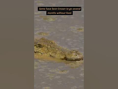 Why Can Crocodiles Go Without Eating for Months? #shorts #crocodiles #