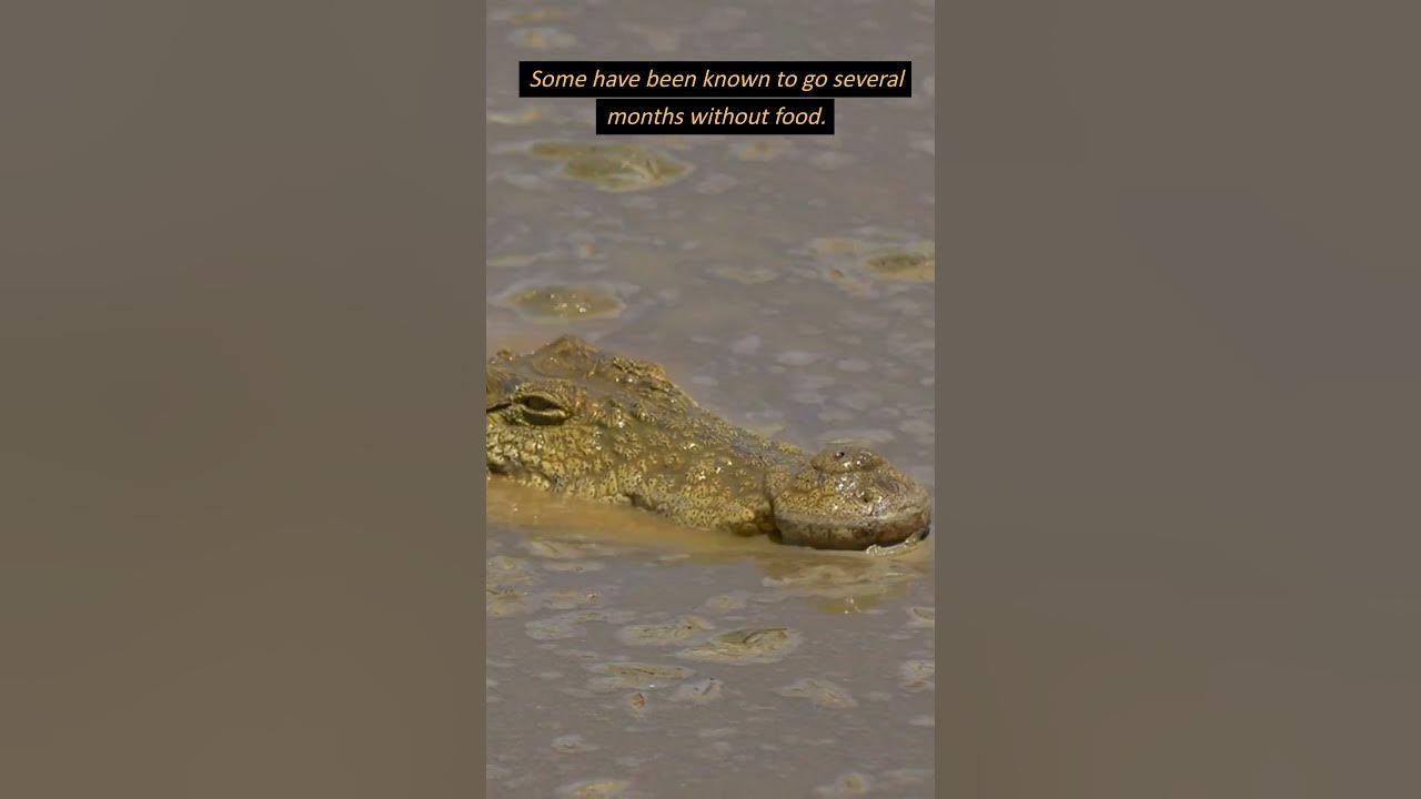 Why Can Crocodiles Go Without Eating for Months? #shorts #crocodiles #