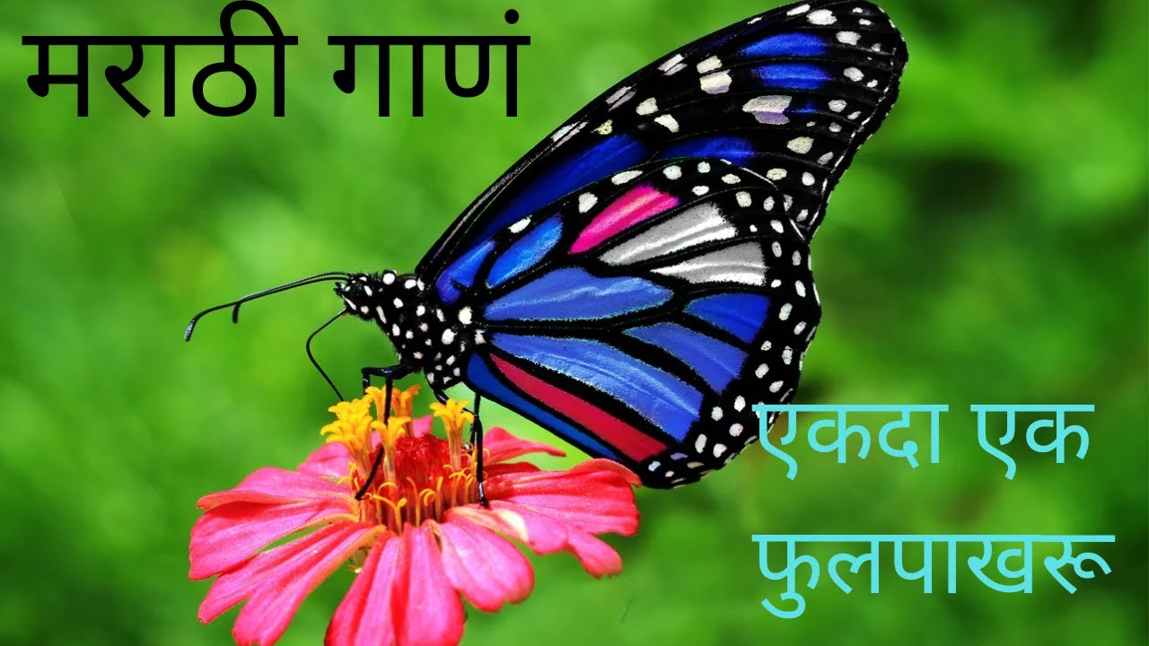 Marathi song once a butterflymarathi poem