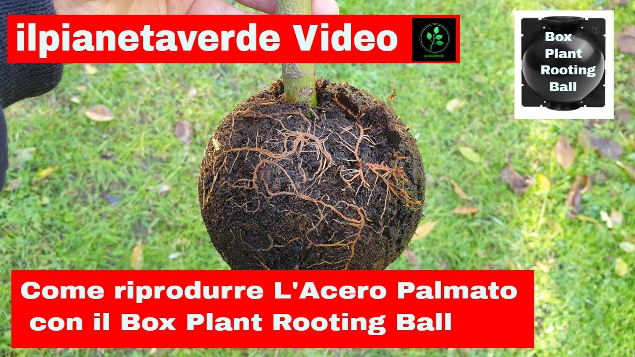 Come riprodurre con la margotta L 'Acero Palmato  ( Acer Polymorphum ) con il Box Plant Rooting Ball