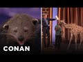 Animal expert david mizejewski binturong  baby giraffe  conan on tbs