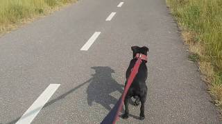 Last Miles Pulling Patterdale Bsl Estacado On Hot Summer Day Fell Terrier 11 Mnth Collar