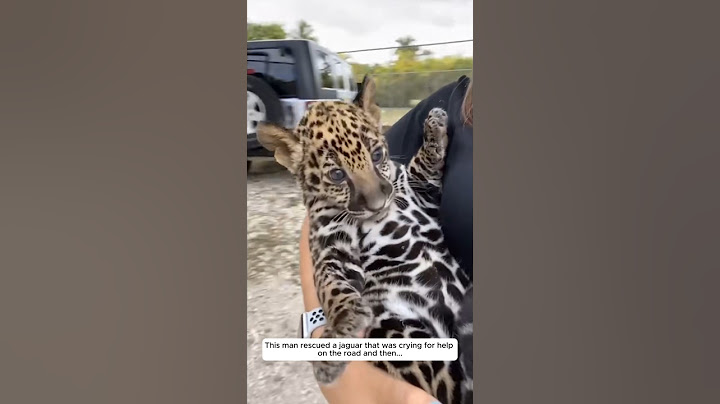 Cet homme a sauvé un jaguar qui criait à l'aide sur la route et puis...