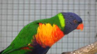 Lori Van De Blauwe Bergen