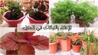 انواع النباتات المنزلية و كيفية الاعتناء بها و غرسها \ How To Care For Indoor Plants