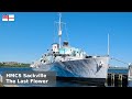 Hmcs sackville  the perennial flower