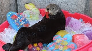 It's an Eggstravaganza for our Sea Otters!