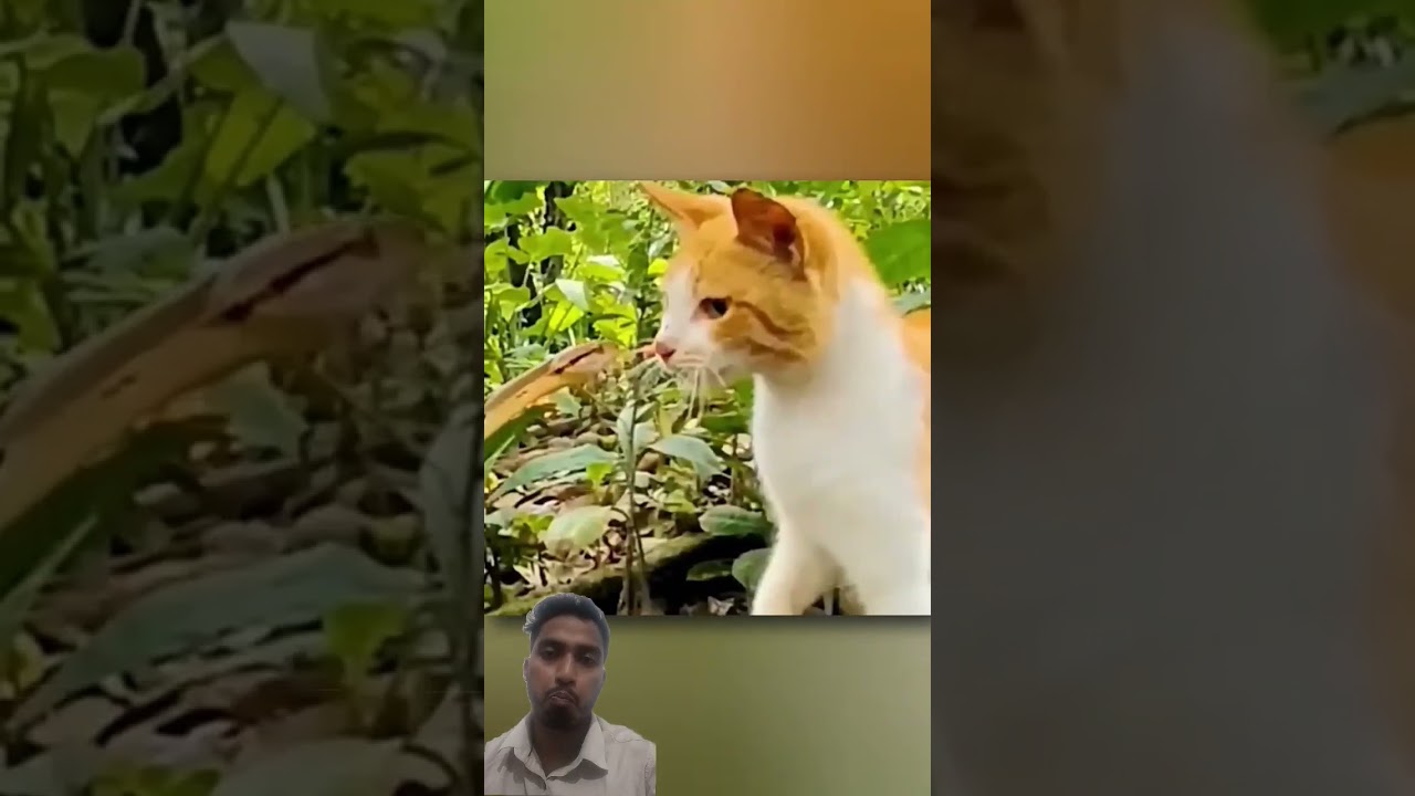 Cat's Reflections 🤯🤯 