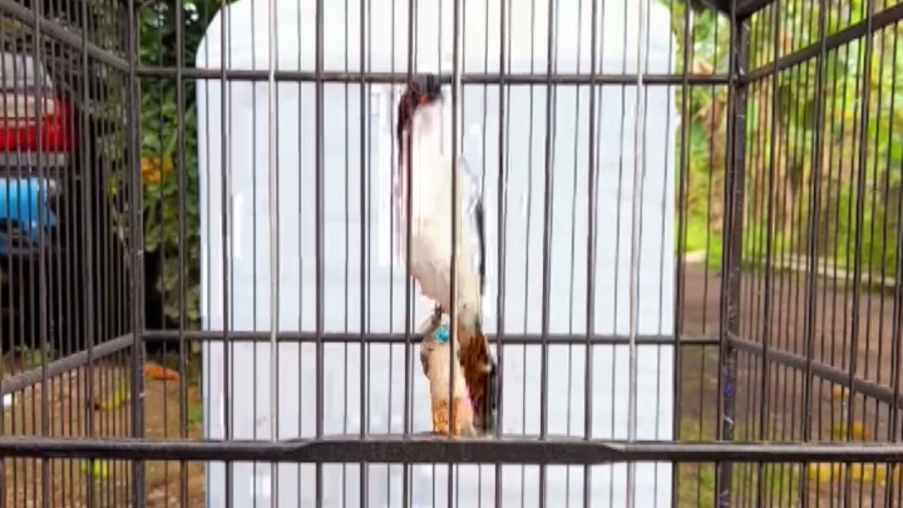 Cendet dada putih istimewa bolo 