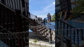 Cirebon Waterland Ade Irma Suryani Cirebon