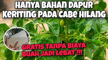 Hanya Bahan Dapur ‼️Cara Mengatasi Keriting Daun Pada Tanaman Cabe