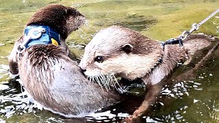 She likes the river even in the rain! Ui is becoming more and more like an otter[Otter life Day 545]