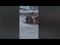 RCMP arrest man using truck door.