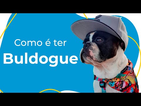 Vídeo: Criando Um Bulldog Francês Em Casa